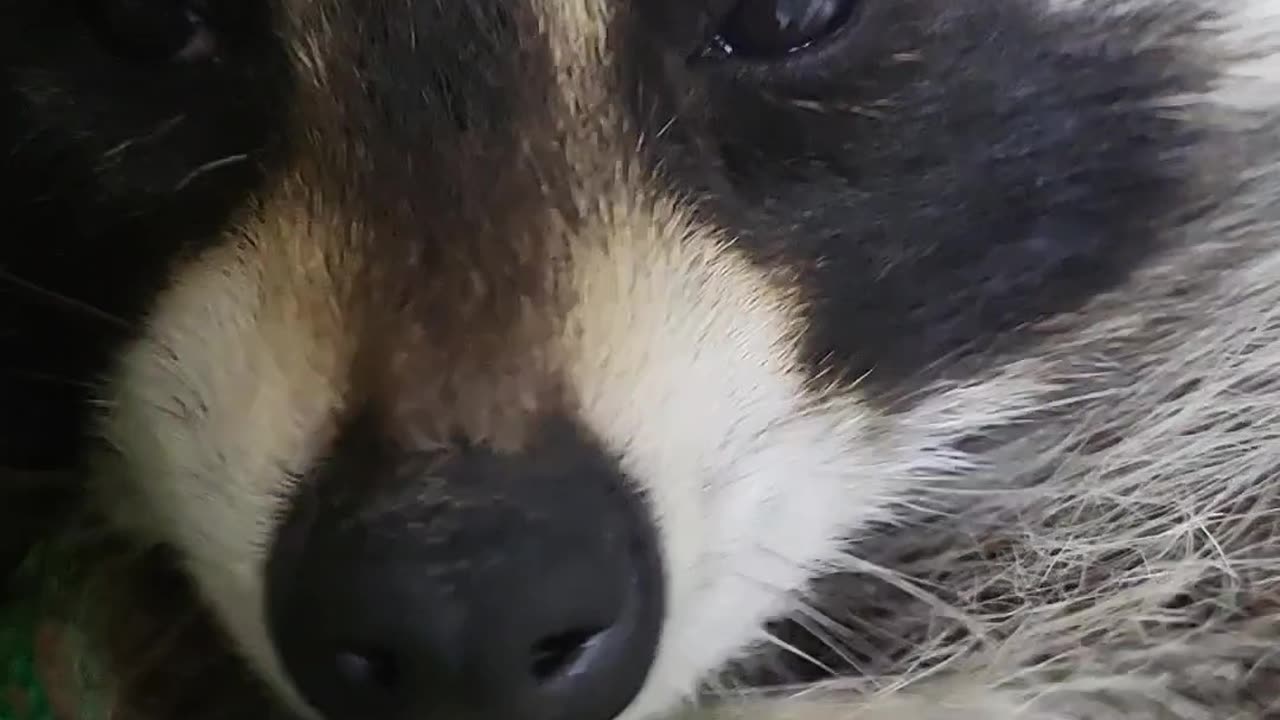 Raccoon sleeps in a hammock