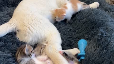 Tiny Kitten and Golden Retriever Puppy Cutest Friends