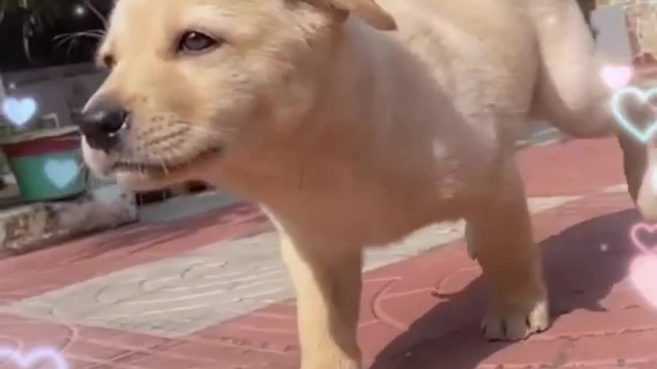 Dog Cries Out In Happiness After Months Apart From Owner