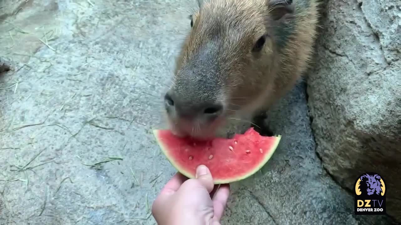 Capybarra Eating Fresh Watermelon!🥺🥰