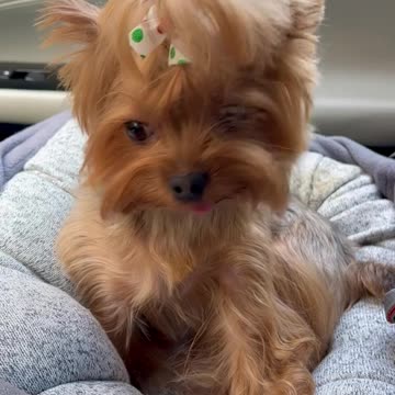 Adorable Yorkie Rides in Car with Mom