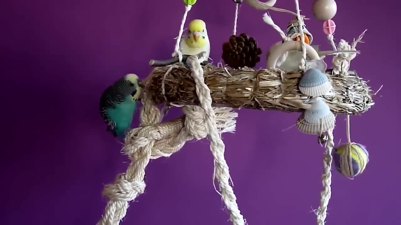 Budgies and Cockatiel Birds Playing and Feeding