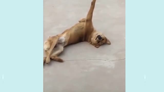 Funniest Confused Dogs | Funny Pet Videos