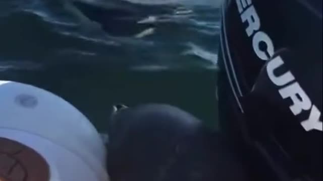 Seal hides from orcas in a boat ðŸ¦ðŸ˜±.