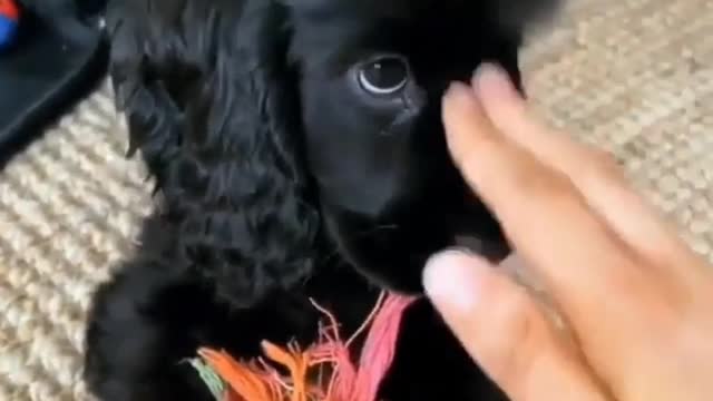 😀Funny animals! Cute dog/RIP little angel 😇🌈🐾❤️🤩 #shorts