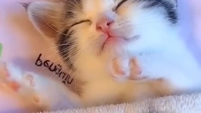 Beauty and innocence you will know in the sleep of these cute little Kittens