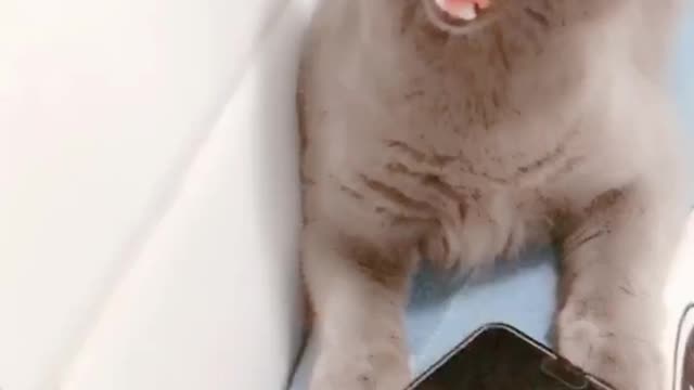 Cats also play short videos, it's fun!