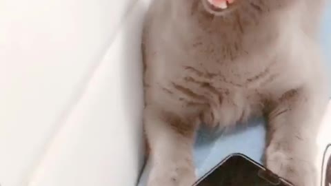 Cats also play short videos, it's fun!