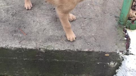 little doggo playing with hand and cat