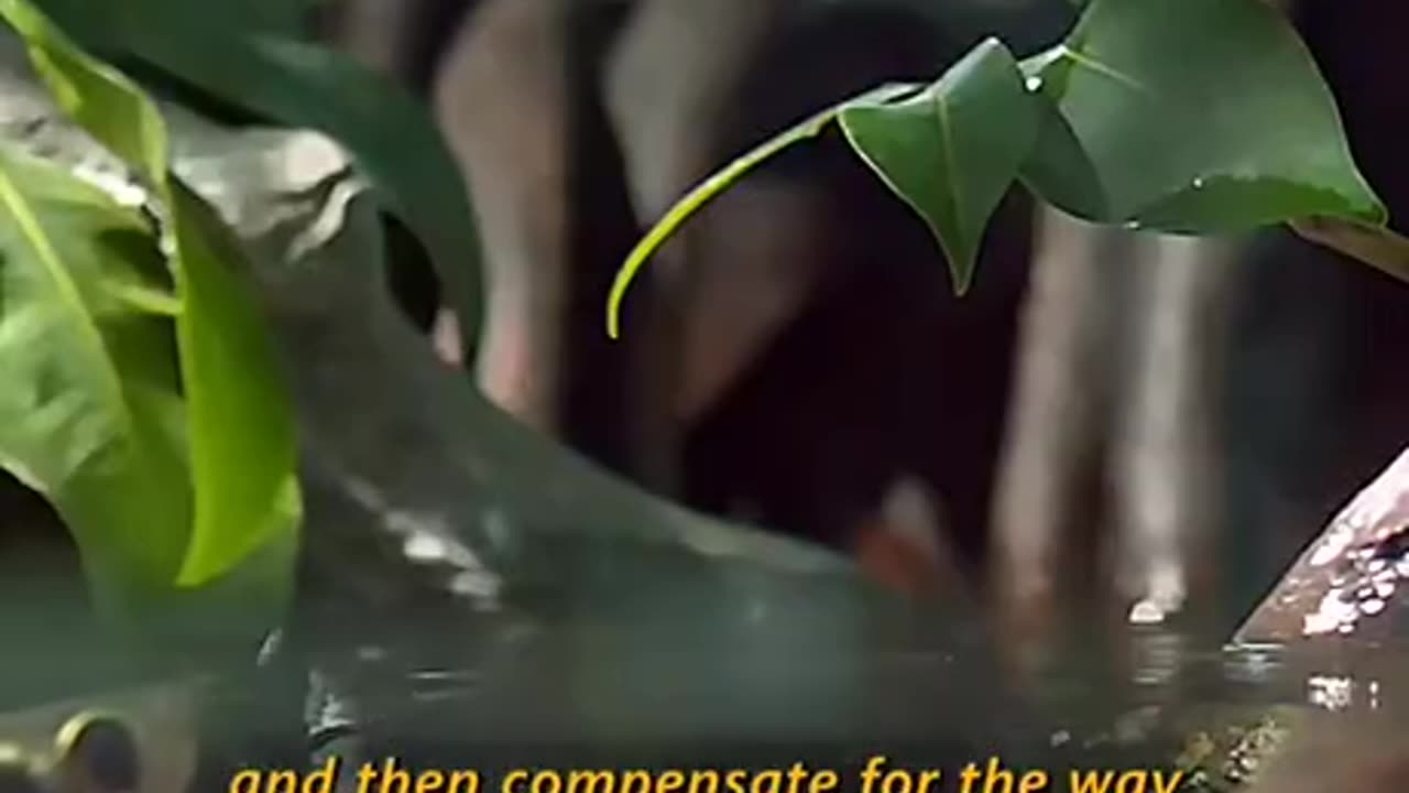 This fish is crazy