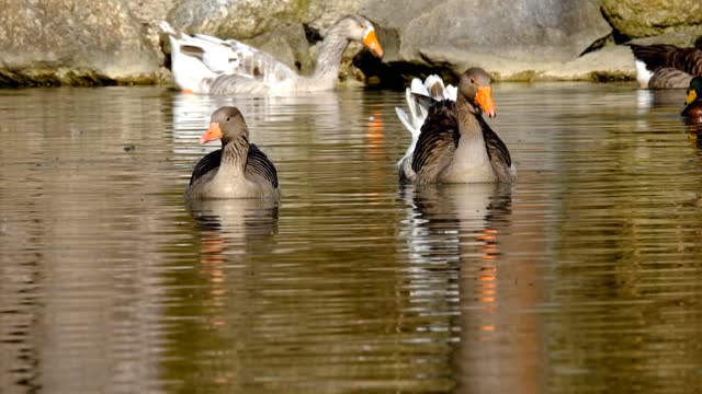 Beautiful Goose Swimming in water.