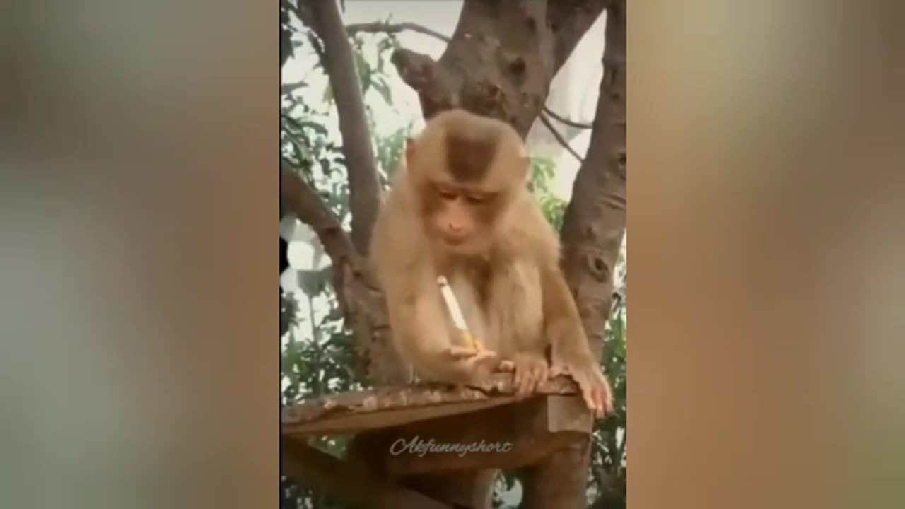 funny video monkey