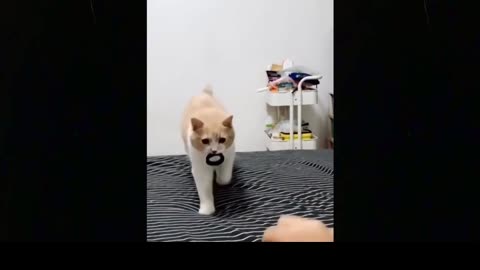 FUNNY TRY NOT TO LAUGH ANIMAL EDITION