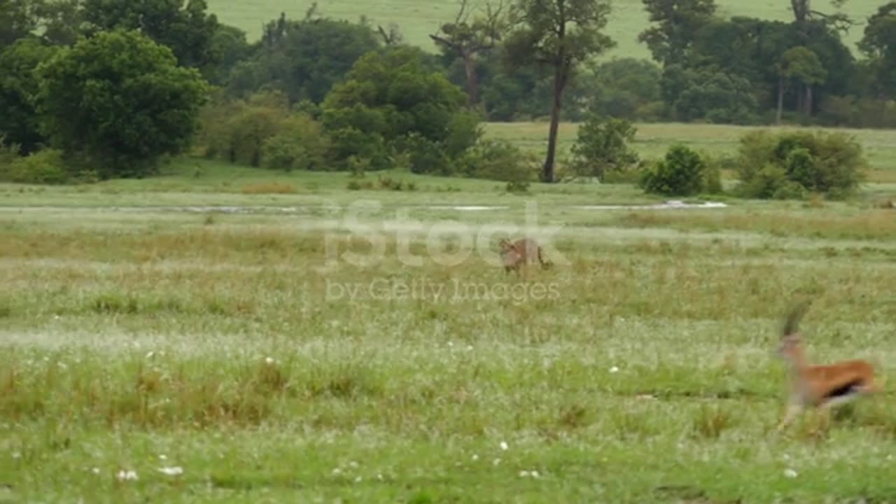 Cheetah is hunting