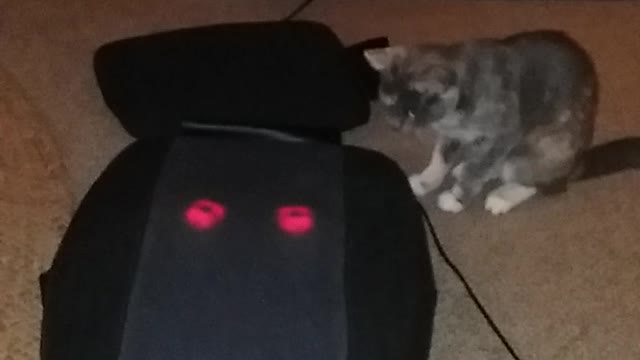 Cat chases massager