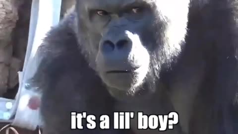 Sus_Gorilla part 2