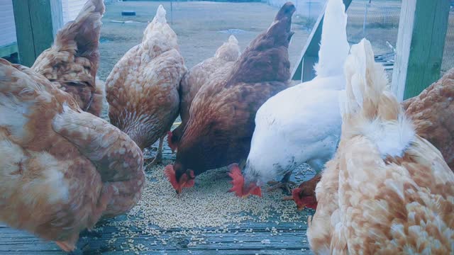 Laying hens, Tangier, VA