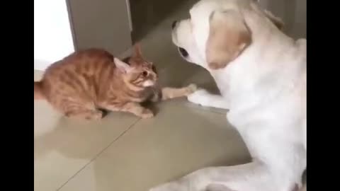 Understanding between dog nd cat 😍🤗