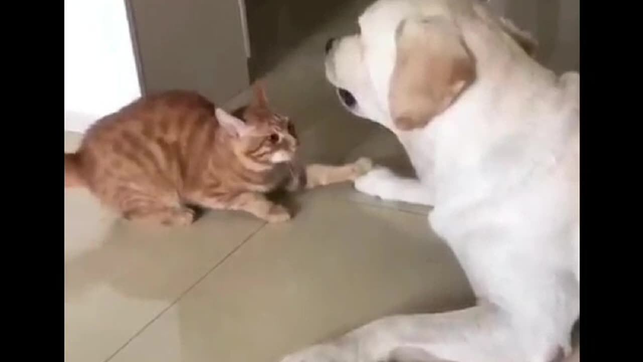Understanding between dog nd cat 😍🤗