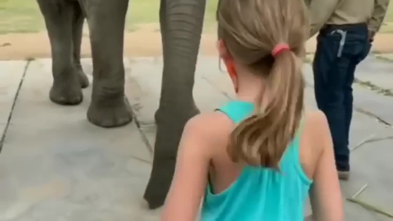 Elephant imitating the girl’s dance