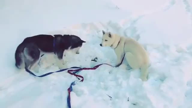 Dogs who like playing with ice.