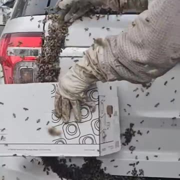 Bee Rescue at an elementary school. This swarm of honey bees settled on a car.