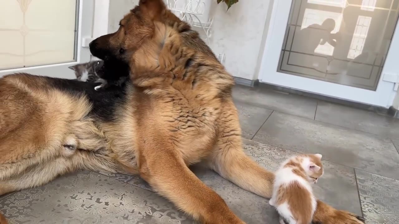 Adorable German Shepherd Confused by Tiny Kittens