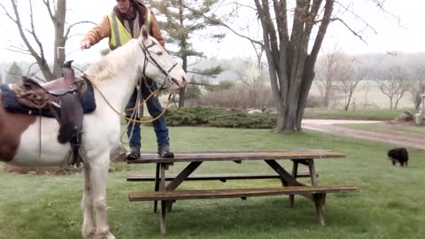 Teaching Romeo to pick up his rider from a raised mounting platform - First Session - 25 April 2023