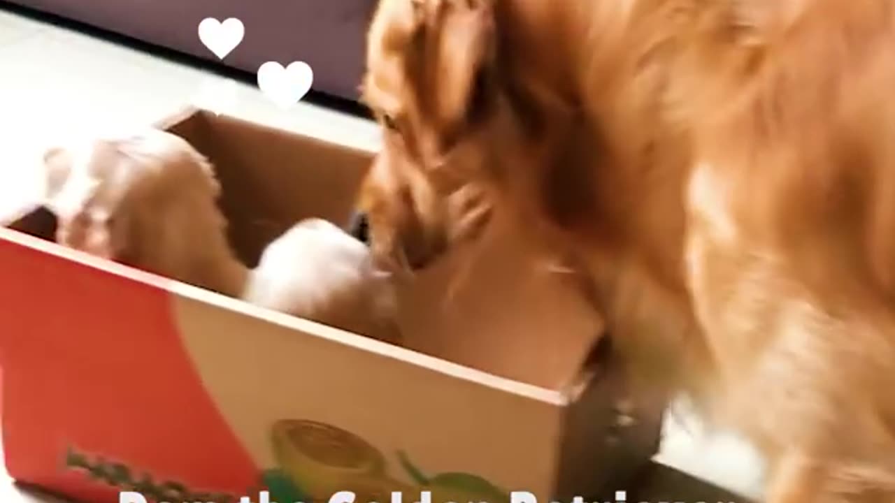 Adorable Golden Retriever 's reaction to his new puppy pal surprise!