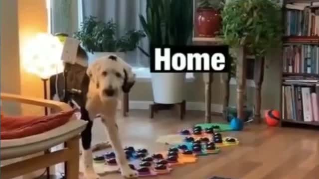 Dog Tells Mom he loves her