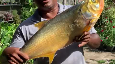 Lindo dourada de escama do rio Tocantins