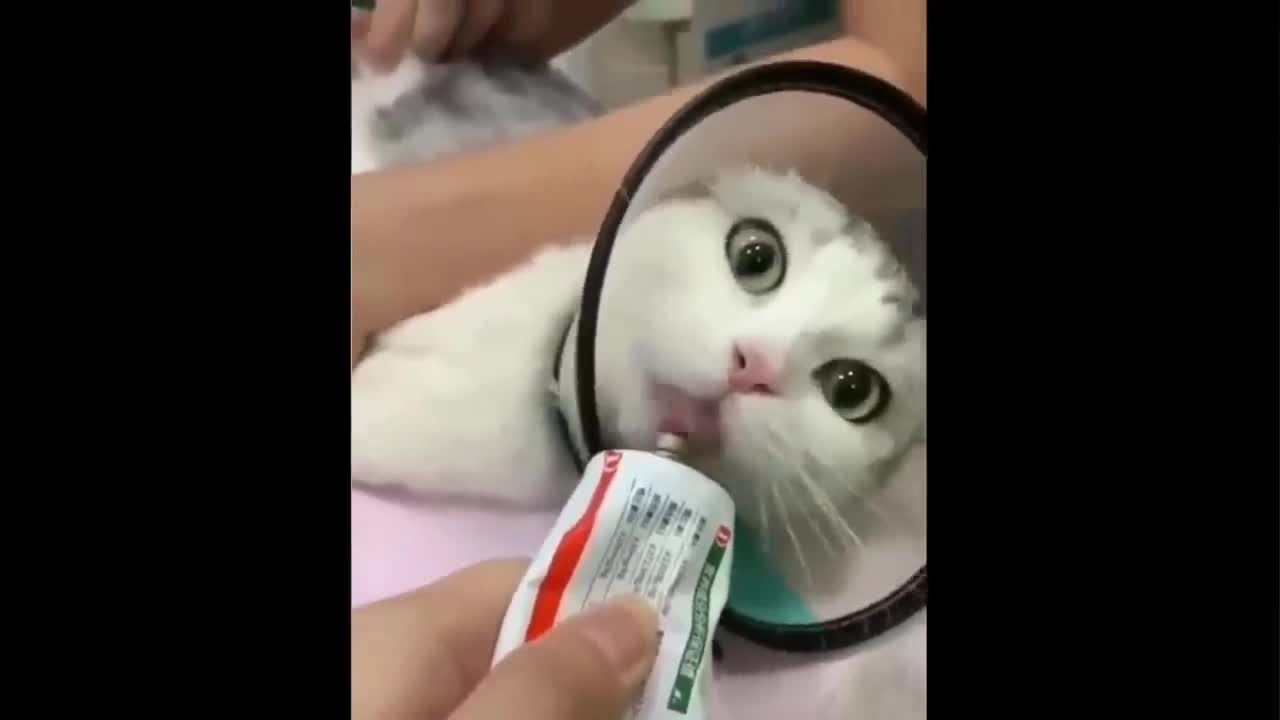 The cat with the window open