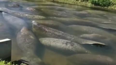 The manatees are overflowing here