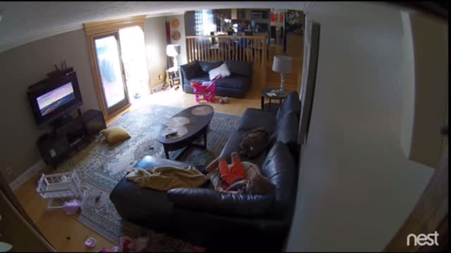 Wild Deer “Crashes ”into The House in California