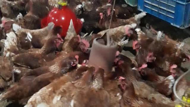 My Chicken Farm wash: 🐣🐣🐤🐤🐔🐔🐓🐓