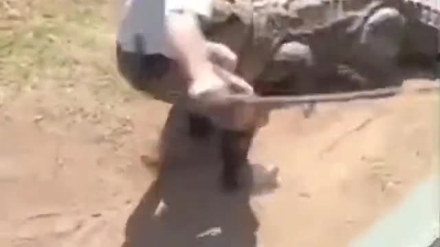 Crocodile angry with handler