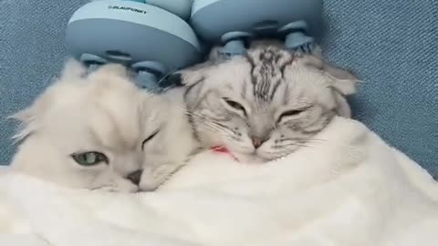 Cute cats