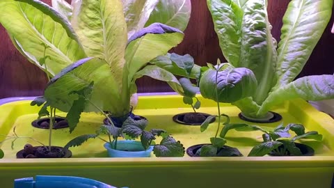 my Hydroponic Gardens