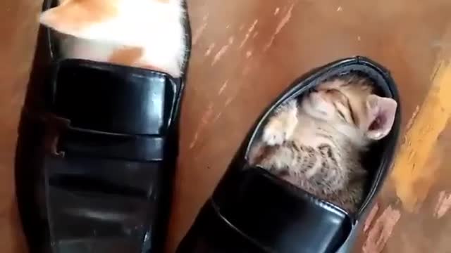 The kitten is trying to make its own place.cat video