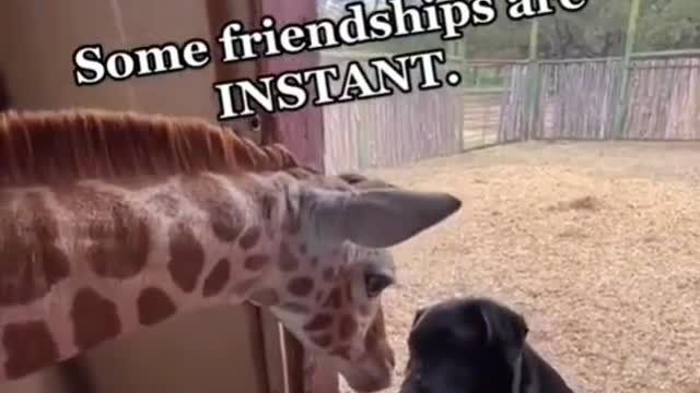 Instant Friendship