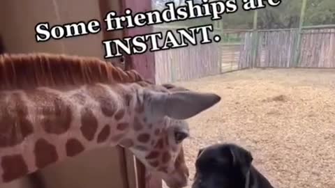 Instant Friendship