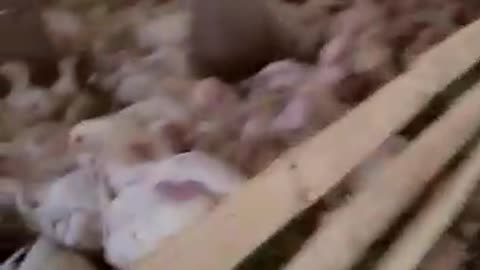 Chikes video