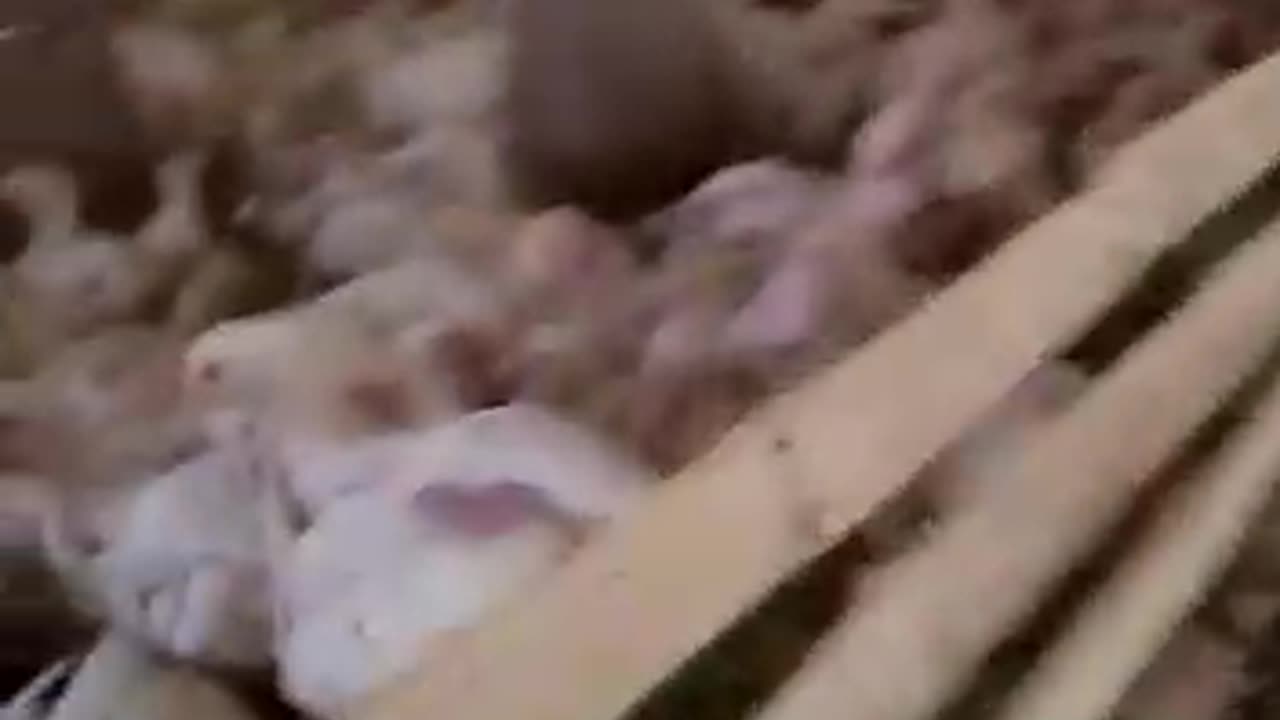 Chikes video
