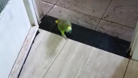 a parrot