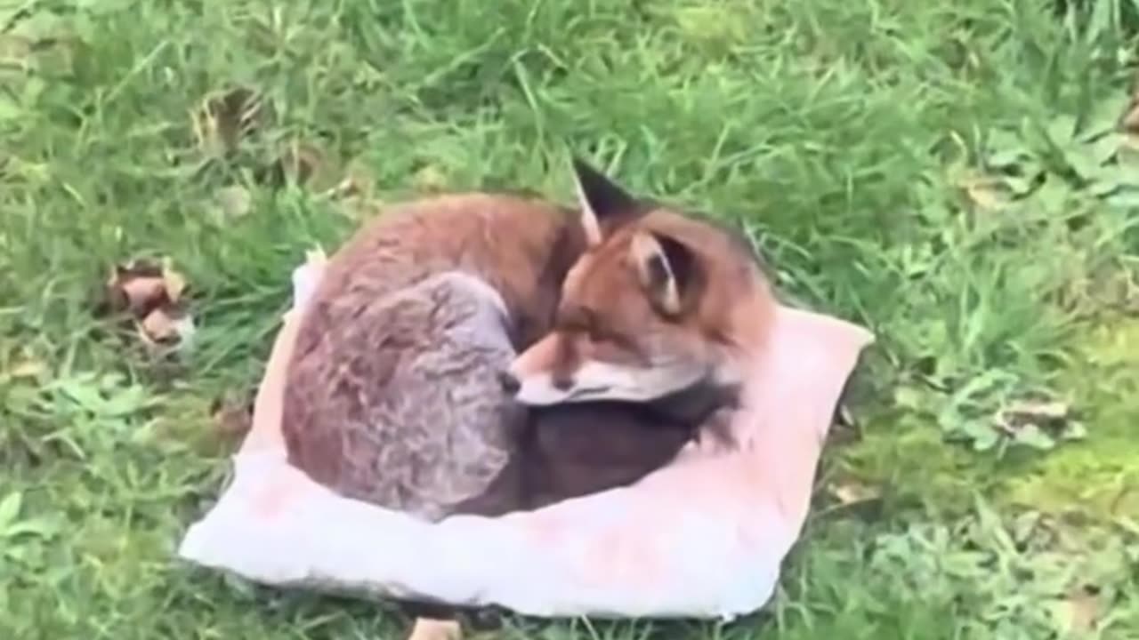 Cute Fox