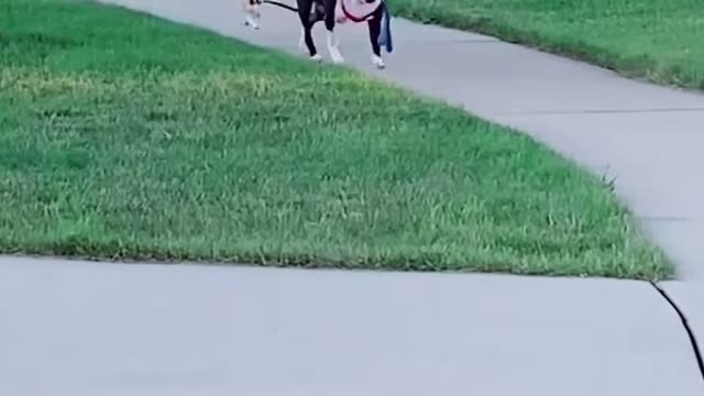 Adorable Dogs Walking Themselves