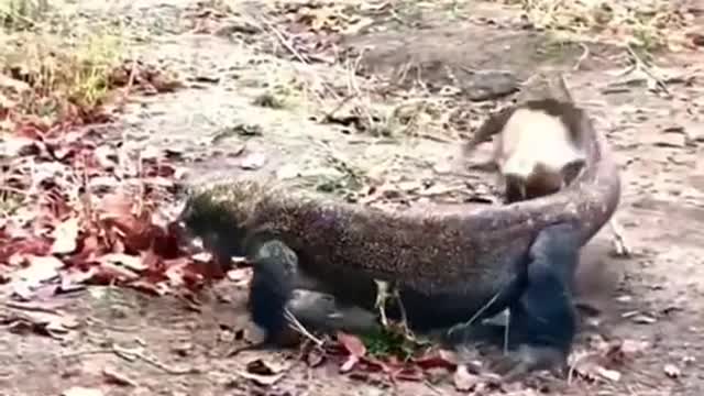 Komodo dragons hunt lambs