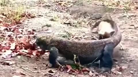 Komodo dragons hunt lambs