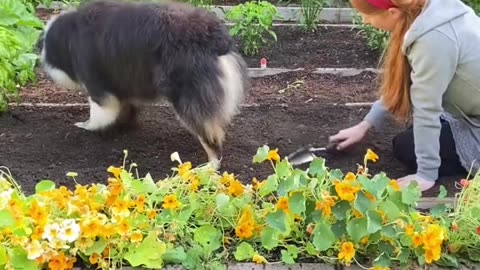 TOO DANG CUTE DOG IS GARDENING WITH OWNER