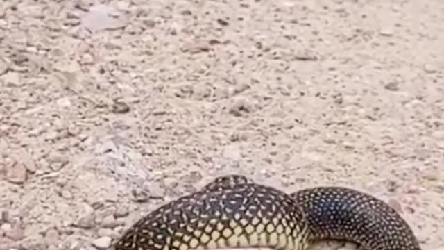 Snake eats snake😱 #wildanimals #snake #snakesoftiktok #animals